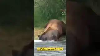 #animalhunt