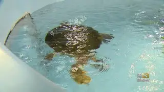 National Aquarium Animal Care And Rescue Center Now Offering Tours