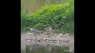 Common Tern chicks - will soon fledge