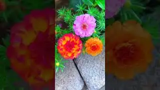 #jharkhand #flowers #love