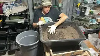 Best way to dry down your worm bins for sifting #vermiculture
