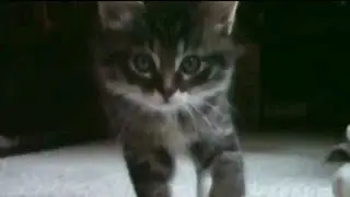 Kittens Playing Around In Super Slow Motion