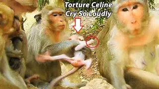 Celine Cry Break Heart ! Mom Casi Torturing Her Baby Celine Cry So Loudly | Casi Dragging Celine