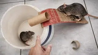 Armadilha caseira pega Ratos /porque muita gente t&aacute; usando TUBO de papel HIGI&Ecirc;NICO  pra pegar ratos 