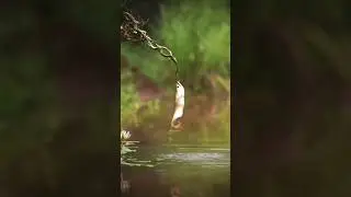 #WWE:FAN#SENKE @ FISH# FIGHT# JOHN CENA#viral#video###