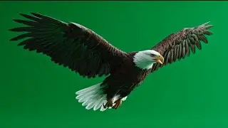 Majestic Eagle Flight Green Screen | 4K