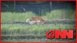 Scientists Witness 2 Dogs Mating For First Time