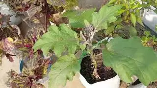 আজ বাগানে চন্দ্রমল্লিকা আর গাধা ফুল ফুটে ভরে আছে🥰|গাছেদের কি খাবার দিলাম?😲#gardeningshorts 