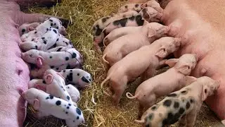 cute an funny baby pigs are drinking milk from their mother - funny pets videos.