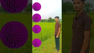 Rounding purple kadambas to lichi, Apple, Banana & Mango - Fruits names magic video #shorts
