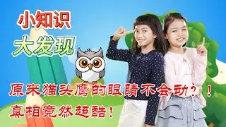 小知识大发现#10 原来猫头鹰的眼睛不会动?!真相竟然超酷！