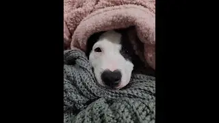 TOP 10 ITEMS YOU NEED FOR YOUR DOG 2022 (Links in description)