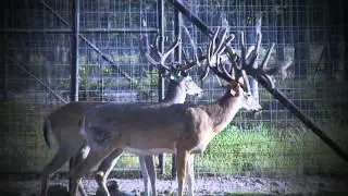 Triple JJJ Ranch - Deer & Wildlife Stories