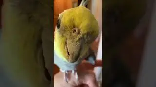Good afternoon everybody ￼#konacam #cockatiel #parrotlife #funnybirds #birdwatching #cutebirdvideos