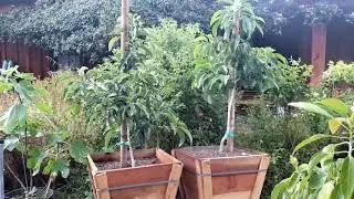 What is the Best Type of Soil For Your Avocado Trees in a Container?