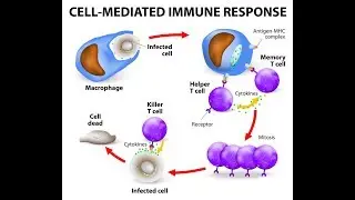 Microbiology of Cell Mediated Immunity