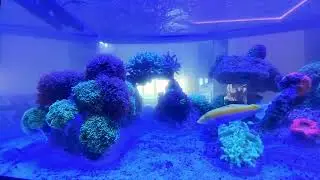 Reef Aquarium Maintenance Time Lapse