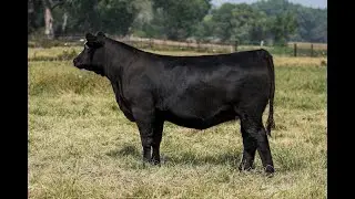Lot 5: SAC Blackcap May 3302 | Scott Angus Cattle