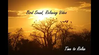 A Flock Of Birds Perched On A Leafless Tree With Bird Sound, Relaxing Video | watch Officials