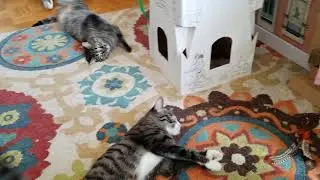 Rescue Cats on Silver Vine Powder- Review of NATURAL CAT TOY Catnip/Silver Vine Powder Combo