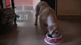 Cucciolo di labrador - Labrador puppy