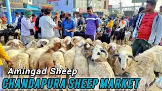 Bangalore Sheep And Goat Market Chandapura Saturday Morning 