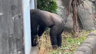 番外編 モンタさんに朝のごあいさつのモモカちゃん【番外編】【千葉市動物公園】ゴリラ