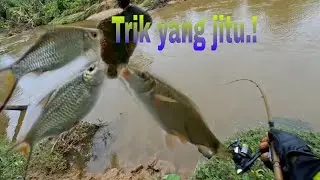 Mancing sebentar berbagi trik yang ampuh.!! Cara mancing tawes anti zonk 