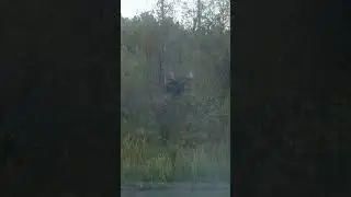 MOOSE HUNTING WITH A BOW - Full movie #hunting #moose #&auml;lgjakt #bowhunting
