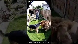 Lion Attacks Man in His Lawn &mdash; Brave Dog Fights Back to Save His Owner! 🦁🐶