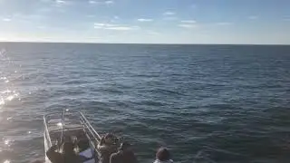 Surprise Humpback Whale Cape May New Jersey