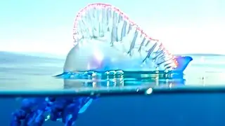 Safety Alert: Portuguese Man o&rsquo; War Spotted In Tobago's Coastal Waters