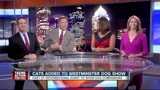 Cats added to Westminster Dog Show