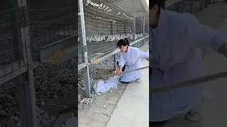 World biggest pigeon farm 💥🔥#pigeon#pigeontraining#kabutar#kabootar