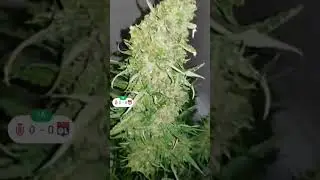 That Time Captain Created A Pound of Bud Autoflower, One Pot Beast!! HUGE Buds!!