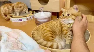 のんびりくつろいでるぽっちゃりお兄ちゃんとテンションあがってる弟。
