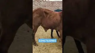 Vacha Farming Business