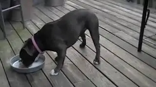 Raw food taste test