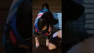 Waffles! #mywaffles #furfamily #chiweenies #puppyvideo #paws  #iloveourpets #activepet #smalldog
