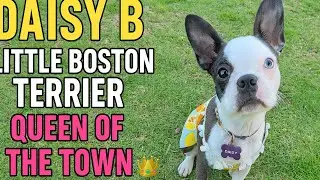 Daisy B &ndash; Little Boston Terrier Queen of the Town 👑🐾 | Funny Dog Rap