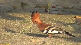 African hoopoe - Afrikanischer Wiedehopf