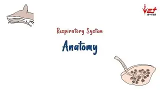 Respiratory System of Animals - Basic Anatomy | Vet Bytes | Veterinary Anatomy