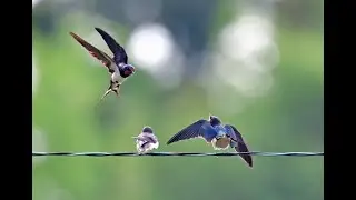 留 衣：伊藤敏博