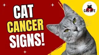 Cat Cancer Warning Signs Every Owner Should Know with Dr. Nicole Ehrhart - Cat Cafe Podcast