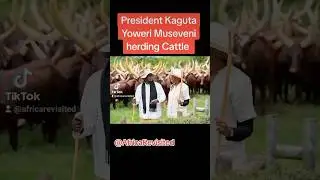 President Yoweri #Museveni loves Herding Cattle #entebbe