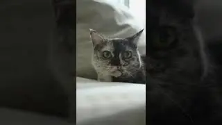 Cat Looking Around
