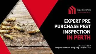 Expert Pre Purchase Pest Inspection in Perth