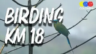 Birding in KM18 near Cali Colombia &ndash; Colombia Birdwatching