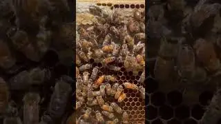 Can You Find the Queen Bee?