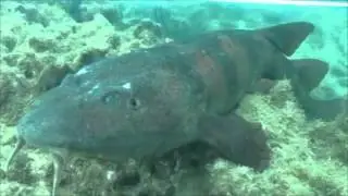 The Blind Shark